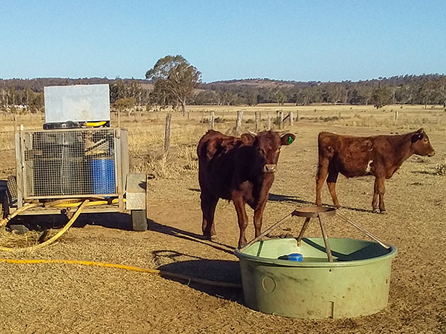 Livestock water medicator trailer